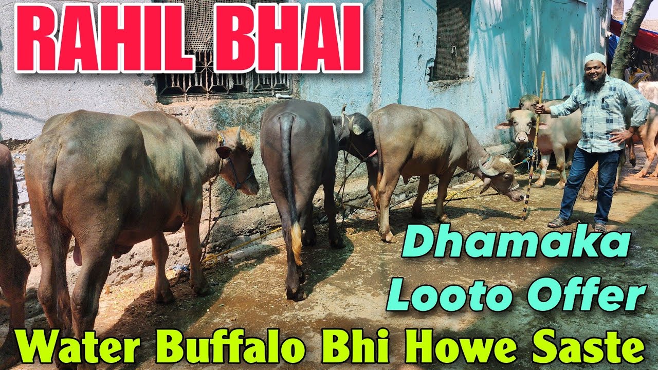 2025 Water Buffalo Bhi Howe Saste At RAHIL BHAI | 2025 Qurbani Dhamaka ...