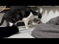 レーザーで遊んでる黒猫から、妊娠してない太っちょ猫を守りにくるデカ猫