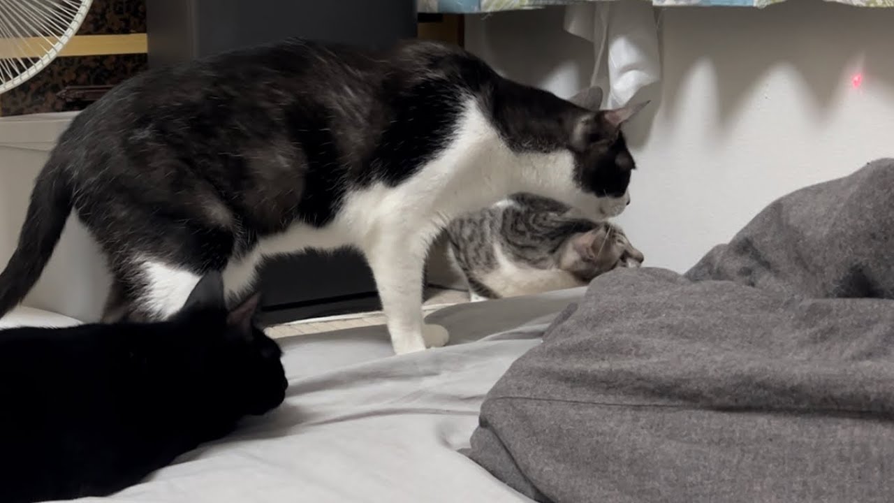 レーザーで遊んでる黒猫から、妊娠してない太っちょ猫を守りにくるデカ猫