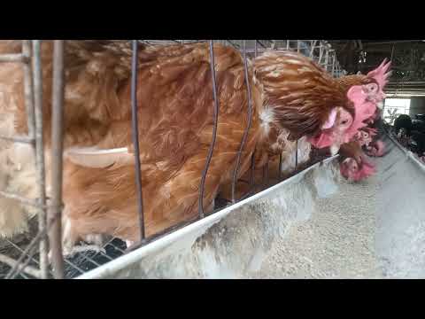 Chickens Eat Food 188 