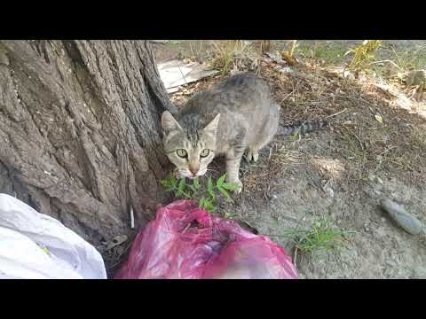 Tbilisi 15.07.2020 метро Варкетили-Третий массив (улица Шуамта) მეტრო ვარკეთილის მიმდებარე ტერიტორია