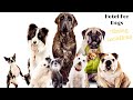 Hotel For Dogs ( 2009 ) - Filming Locations ( Then &amp; Now ) 