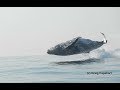 40 Ton Humpback Whale Leaps Entirely Out of the Water!  A Video by Craig Capehart