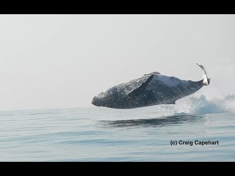 40 tons pukkelhval springer helt op af vandet! En video af Craig Capehart