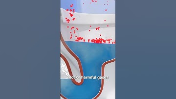 How A Toilet Snorkel Works  😮