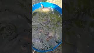PROSES PANEN IKAN GURAME || PANEN IKAN GURAME #Shorts