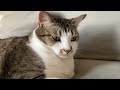Some of my cats