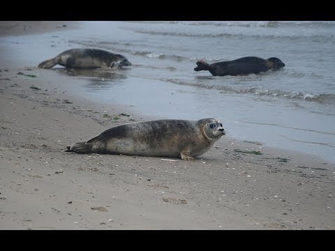 Zeehonden terug naar zee I Ecomare Texel