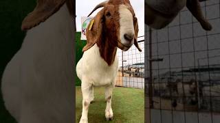 Ela é linda  Kuwait Boer Goats #boergoats #boergoat #boer #farmanimals