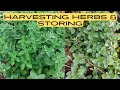 Harvesting and storing herbs  harvesting and tasting fruit 1 acre food forest