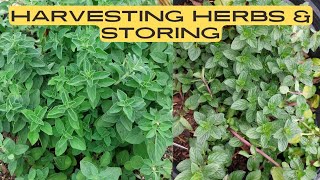 HARVESTING AND STORING HERBS | HARVESTING AND TASTING FRUIT| 1 ACRE FOOD FOREST