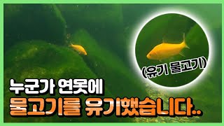 연못의 범인을 찾느라 며칠 간 난리를 쳤습니다...