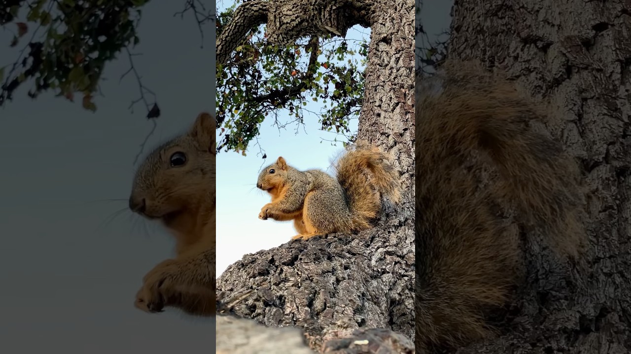 Chubby Boys long lost Squirrel brother 