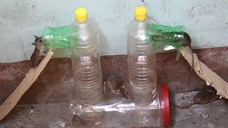 New type of mouse trap / mousetrap with plastic bottle / Incredible New Design mouse trap