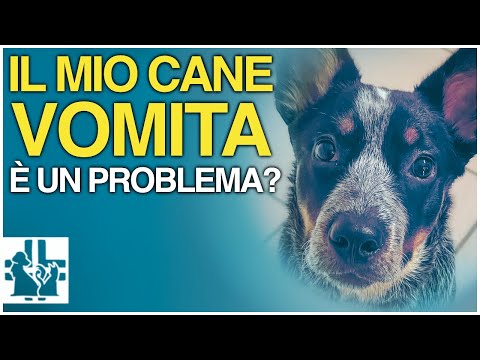 Video: Perché il mio cane sta vomitando?