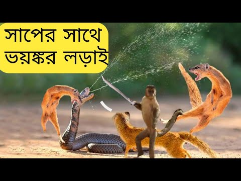 wildlife animals videos | snake the fight with monkey