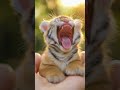 Dreamy Cute Animals - imaginary baby tiger #animals #baby #adorable #pets #funny #imaginary