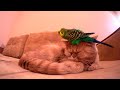 Наглый попугай пристает к спящему коту.😂Смешные животные.