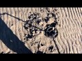 PI Metal Detecting -- &quot;Sanded in&quot; Beach -- Tiny Gold