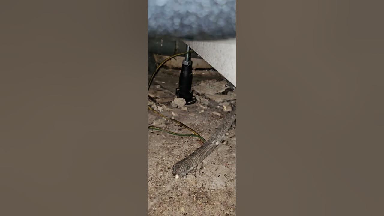 présence de fourmis dans une salle de bain YouTube