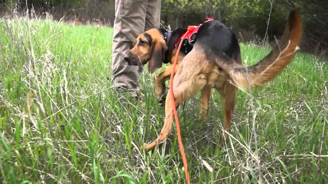 Bloodhound Deer Trackers - YouTube