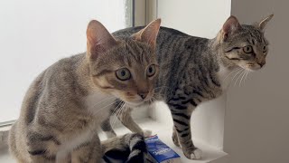 1 thunderstorm in NYC, 2 shocked kittens