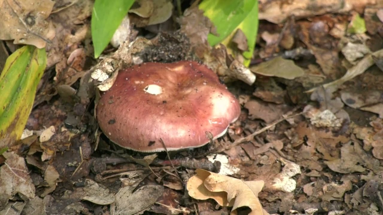 В Воронежской области 4 человека погибли отравившись грибами