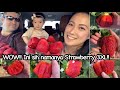 WOW!! INI SIH NAMANYA STRAWBERRY 3XL || PANEN STRAWBERRY XXXL DI AUSTRALIA