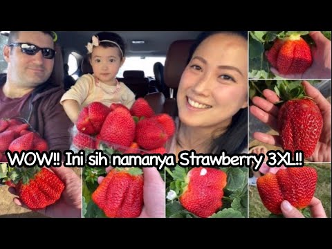 Video: Apa Perbedaan Antara Stroberi Dan Stroberi? 13 Foto Perbedaan Antara Stroberi Dan Stroberi Kebun Di Daun, Perbedaan Antara Buah Beri. Bagaimana Cara Membedakannya Berdasarkan Seler