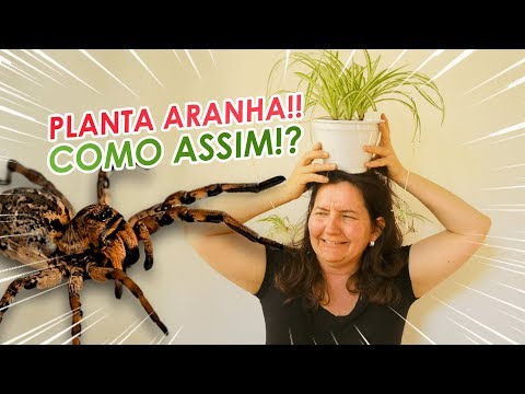 Vídeo: Você pode dividir uma planta-aranha - Como dividir uma planta-aranha