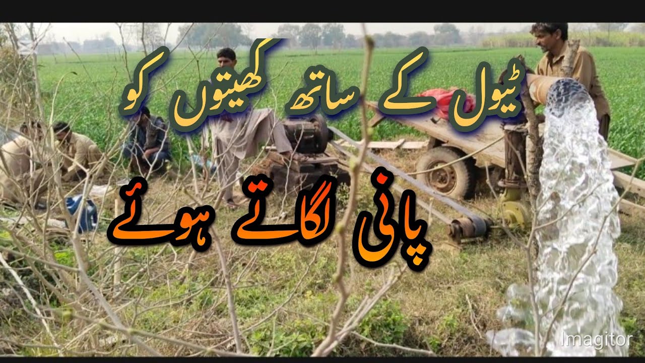 ٹیول کے ساتھ گندم کو پانی لگاتے ہوئے#villagelife #village #vlog #LalaPindwala