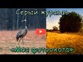 Серый журавль. Фотоохота. Gray crane. Photography.