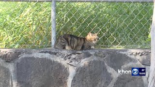 Big Island council passes bill fining people who feed feral animals on county property