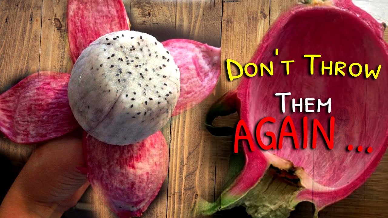 Is it Poisonous for YOU to eat Dragon Fruit Skin.Benefit of Dragon