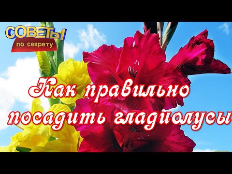 Как правильно посадить ГЛАДИОЛУСЫ Советы по секретам