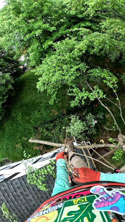 This Birch Limb Had to Be Caught Mid-Cut