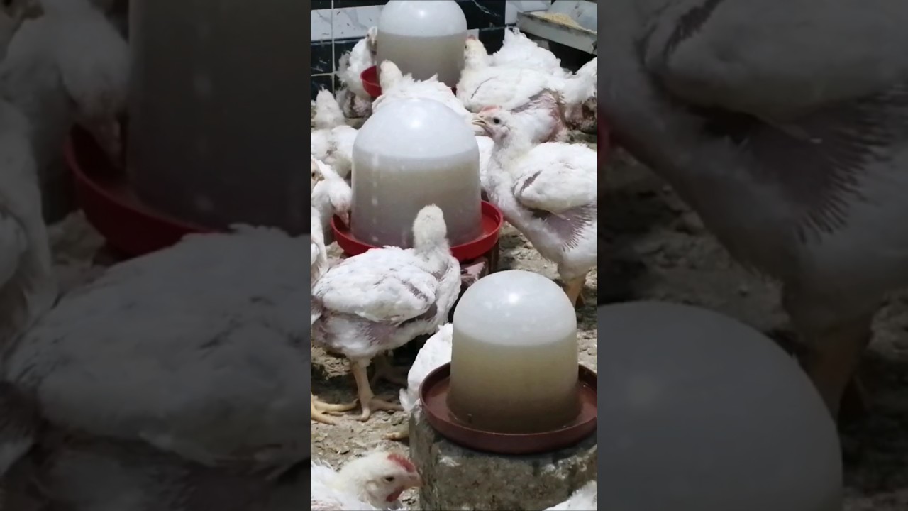 #اسعار_الكتاكيت_اليوم #كنزى_فى_بيتى #chicken #دجاج #ayam#اكسبلور#اكسبلور#birds #poultryfarmin #murga