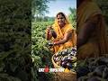 बैंगन की खेती। harvesting technique#storytellingwithai#storytellingyoutubeshorts#facts#shortsfeed