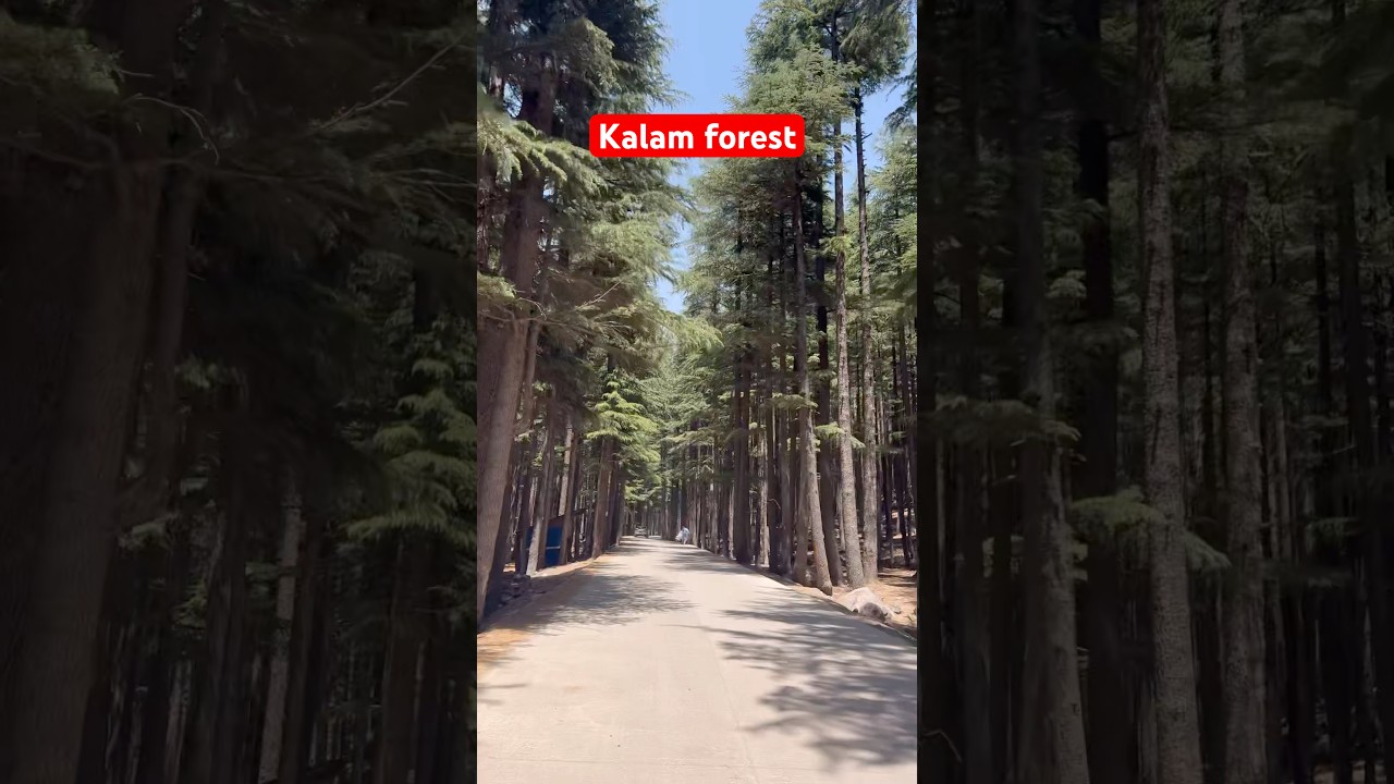 Kalam forest 