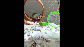 This Mantis Shrimp CHANGED After Having Babies 🦐❤️ #USA