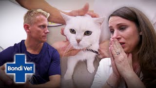 Cat Wakes Up Blind After Heart Stops During Surgery  | Full Episode | E40 | Bondi Vet