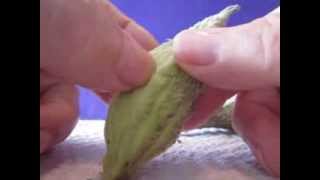 Collecting and Harvesting Common Milkweed, Asclepias syriaca, Seeds