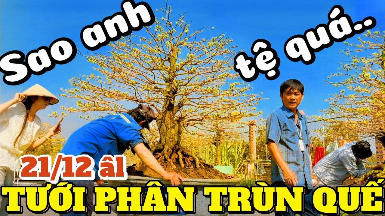 Tưới phân trùn quế đợt cuối Mạnh Hùng bức xúc việc cần làm rõ & cảnh báo cộng đồng mai vàng 21/12 âl
