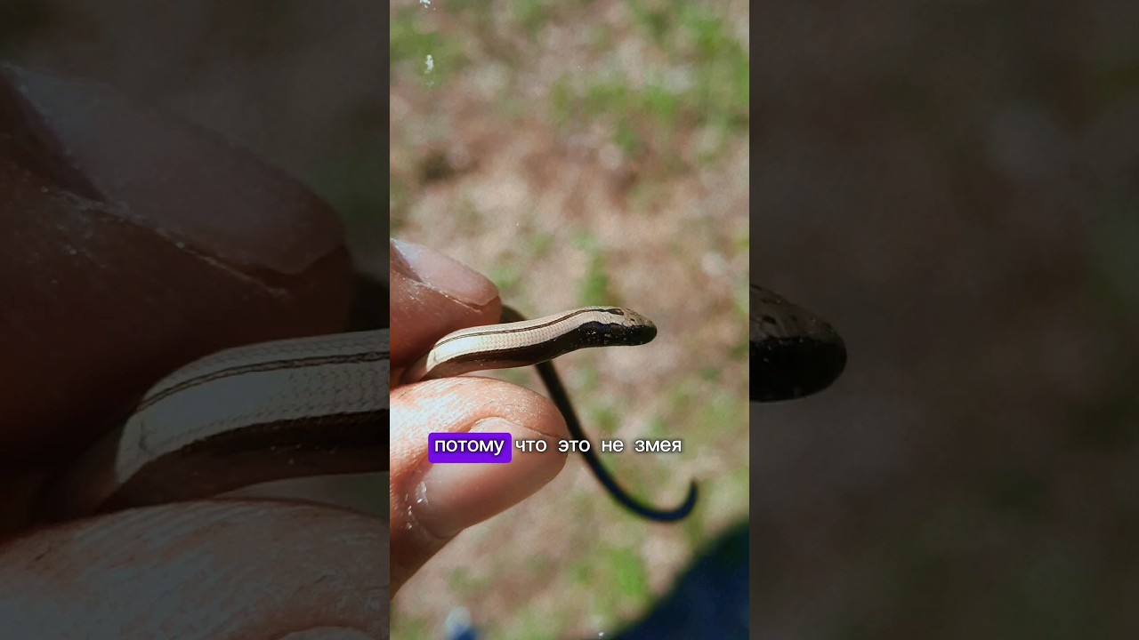 ЧТО ЖЕ ЭТО ЗА СУЩЕСТВО🙀🤯? БЕЗНОГАЯ ЯЩЕРИЦ! #животные , #ящерица , #дикиеживотные