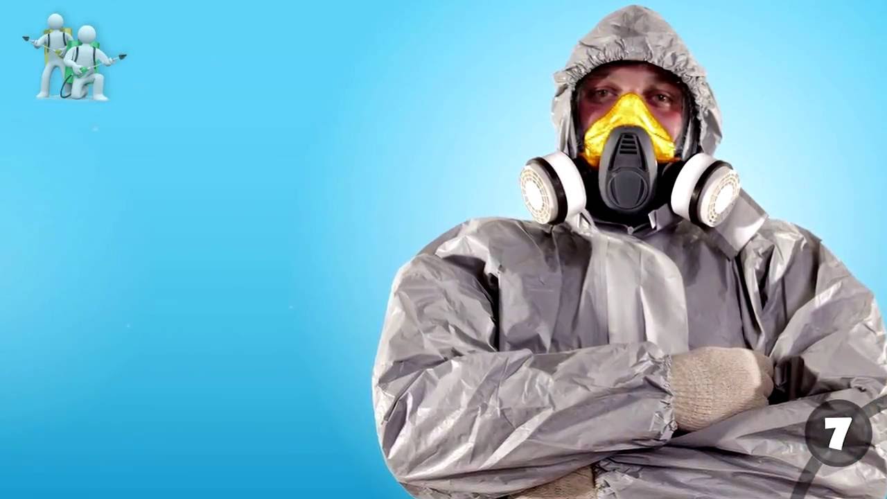 Постельные клопы. Как обнаружить и вывести - YouTube
