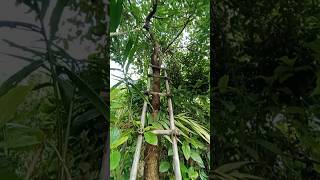 Village Jamun Fruit Tree ?? shortvideo shorts fruit viral trending minivlog