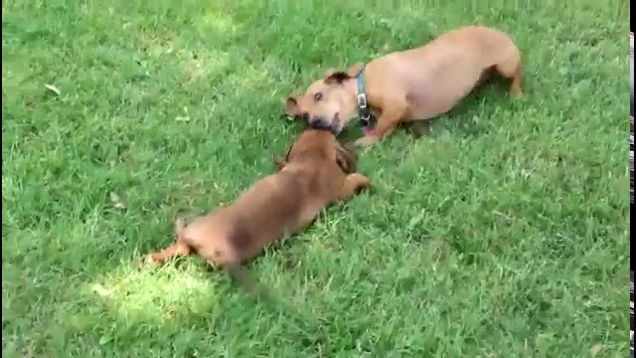 Dachshund Puppies For Sale - YouTube