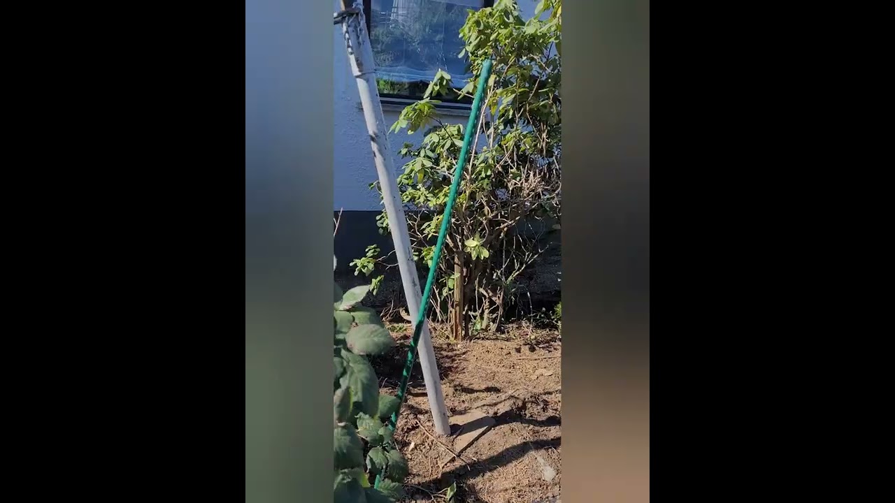 Thuja Wurzeln Entfernen ganz einfach!!! - YouTube