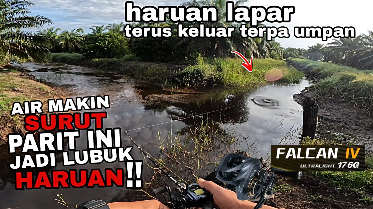 Casting haruan !! Haruan parit air hitam. Jumpa Lubuk haruan musim air surut.