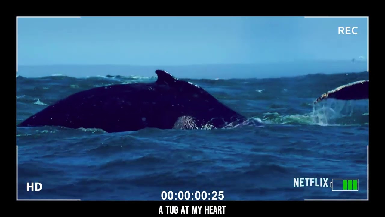 Bowseat Ocean Awareness Contest 2024 - William's Last Wish